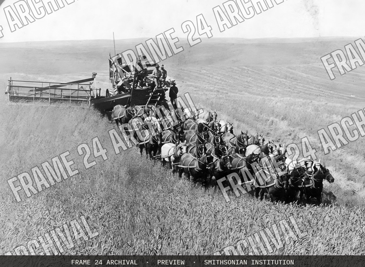 Evolution of the sickle and the flail--33-Horse Team Combined Harvester-- Walla Walla, Washington (1902), restored vintage black and white photograph