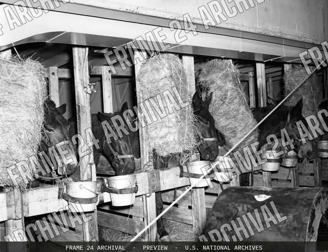 Horses in Stalls Aboard Liberty Ship, vintage black and white photograph