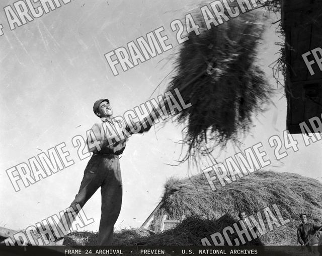 Technical Assistance - Agriculture: Rice Harvest, vintage black and white photograph