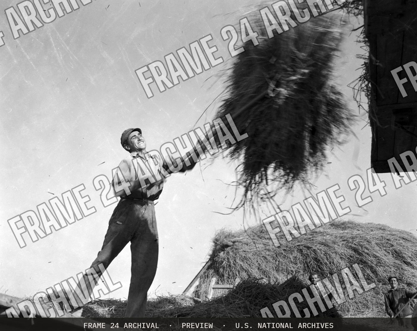Technical Assistance - Agriculture: Rice Harvest, restored vintage black and white photograph