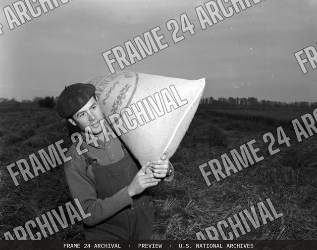 Technical Assistance - Agriculture: Rice Harvest, vintage black and white photograph
