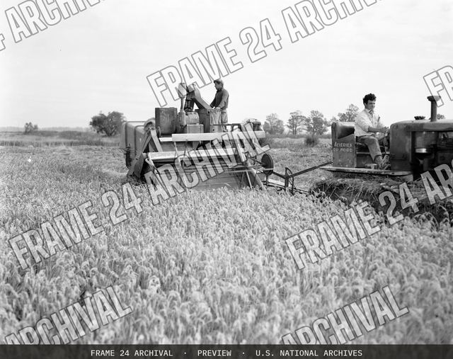 Technical Assistance - Agriculture: Rice Harvest, vintage black and white photograph